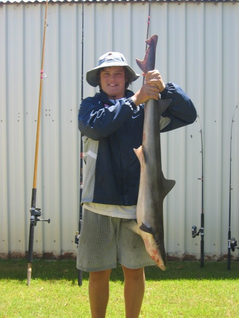 Whiskety Shark